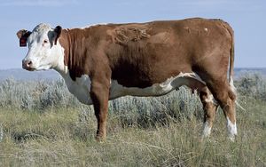 Cow taurus) Genome Gateway