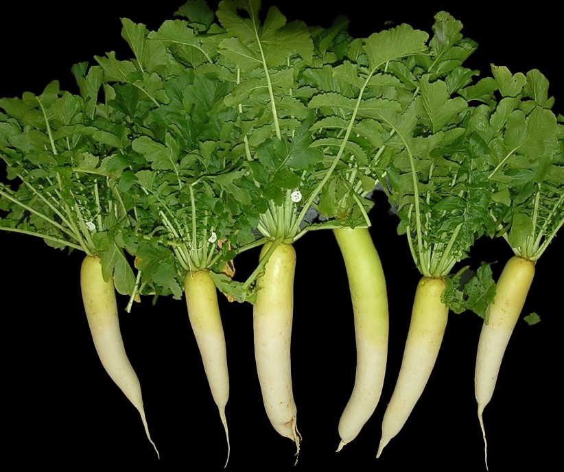 daikon